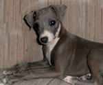 Smokey, About Time Italian Greyhound Puppy!